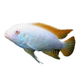 Red Top Cichlid Fish
