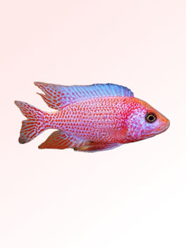 STRAWBERRY CICHLID