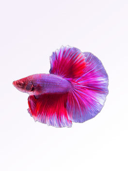 FEMALE BETTA ADULT SIZE