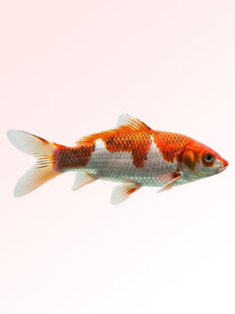 JAPANESE KOI