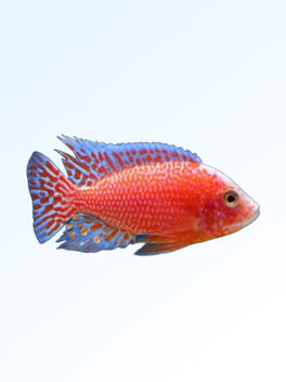 ALBINO PEACOCK CICHLID