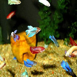 FEMALE BETTA