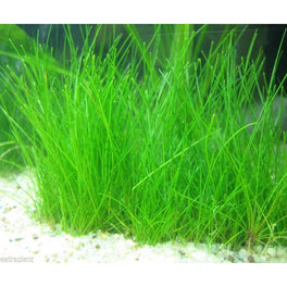 Hair garssParvula Draf