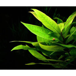Hygrophila Variegated Mint