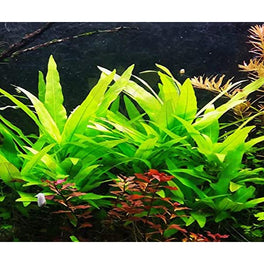Hygrophila