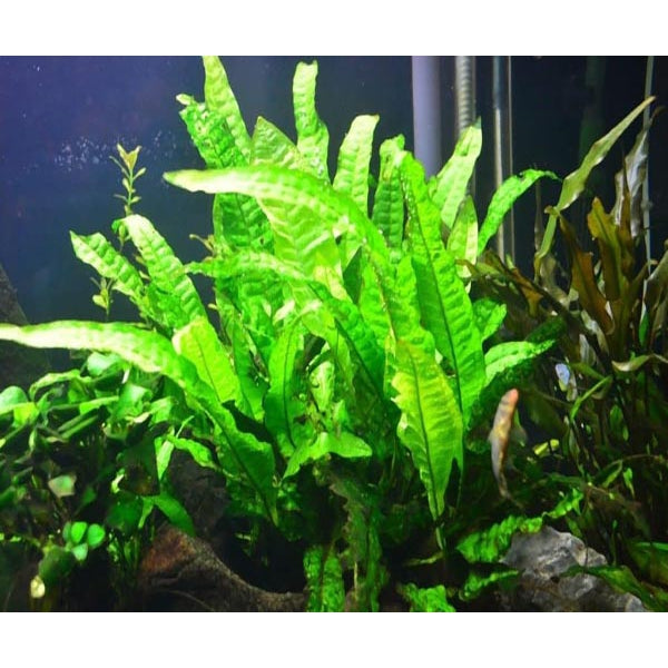 Java fern Naroow Leaf 5 Cm Mesh