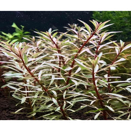 Ludwigia Arcuata N