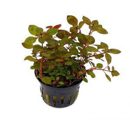 Ludwigia Sp Mini Super Red