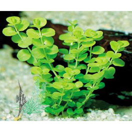 Lysimachia Nummularia Green Ca