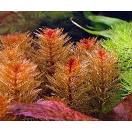 Myriophyllum Red