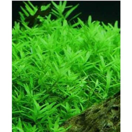 Rotala Green Mint