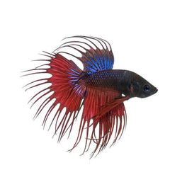 Crowntail Beeta Fish