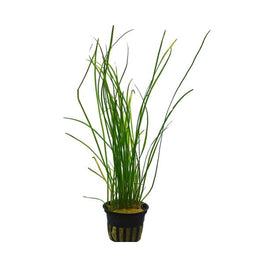 Vallisneria Nana