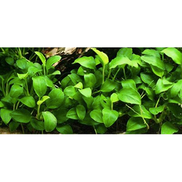 Anubias Barteri Glabra Pot