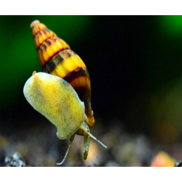 Buy Assasin Snail Online Assasin Snail For Sale