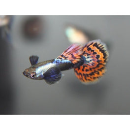 BIG EAR MOSAIC THAILAND GUPPIES