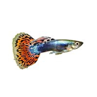 Load image into Gallery viewer, FEMALE GUPPIES