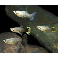 Load image into Gallery viewer, FEMALE GUPPIES
