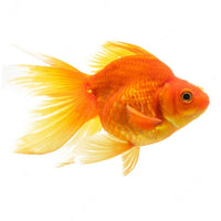 Load image into Gallery viewer, Gold Fish