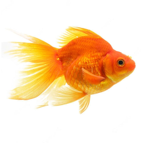 Gold Fish –