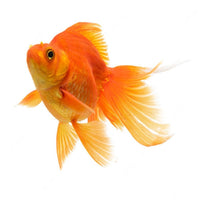 Load image into Gallery viewer, Gold Fish