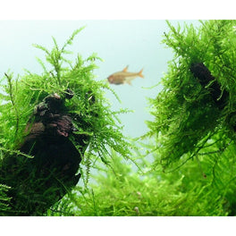 Java moss