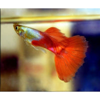 Load image into Gallery viewer, PLATINUM RED GUPPY