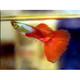 PLATINUM RED GUPPY