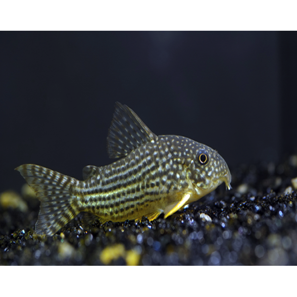 Buy Sterbai Corydoras Online Sterbai Corydoras For Sale FishyKart