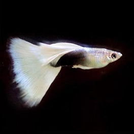 TUXEDO WHITE GUPPY