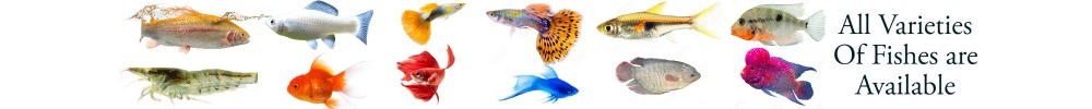 Betta Collection – Fishykart.in