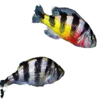 Load image into Gallery viewer, Zebra Obliquidens