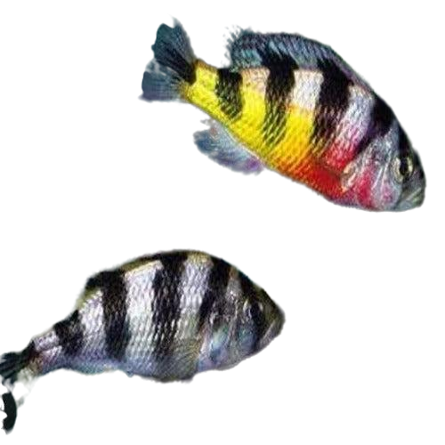 Haplochromis Obliquidens Haplochromis Obliquidens
