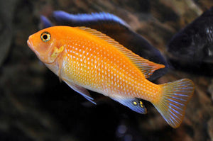 ORANGE MARF CICHLID