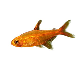 EMBER TETRA