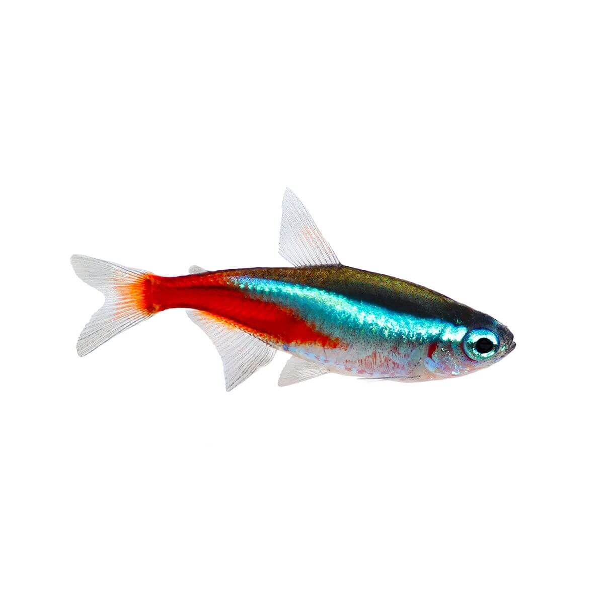 Neon Tetra