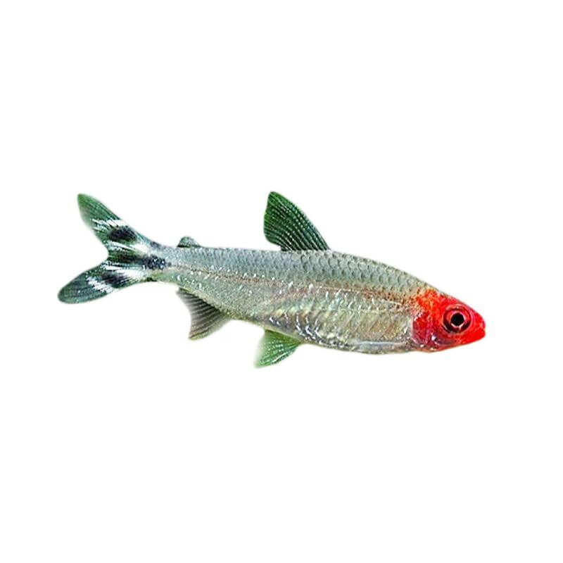 RUMMYNOSE TETRA