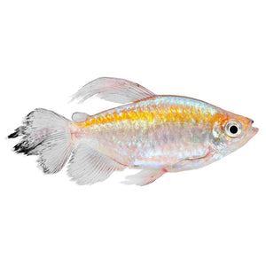 CONGO TETRA