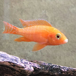 STRAWBERRY CICHLID