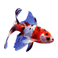 Load image into Gallery viewer, SK GOLD FISH