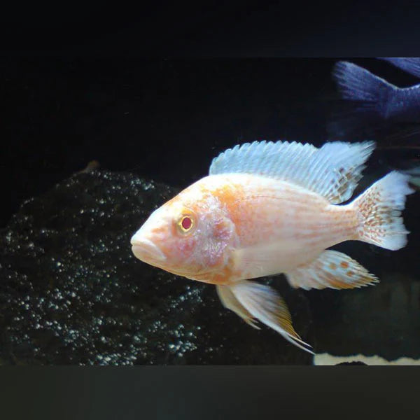 ALBINO PEACOCK CICHLID