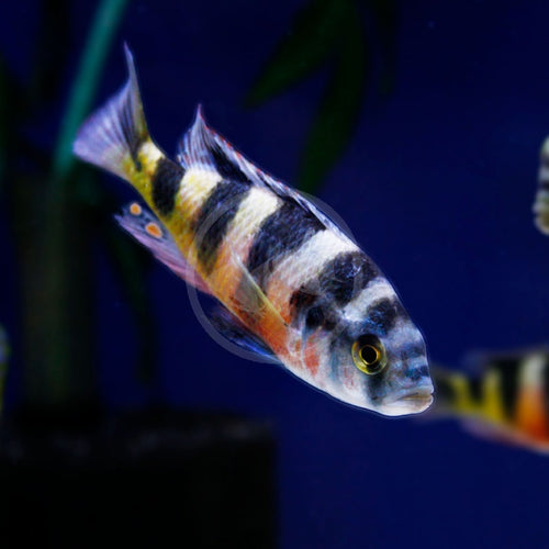 Zebra Obliquidens