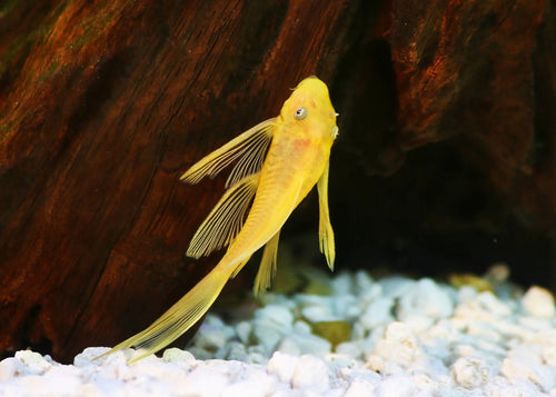 L Series Pleco 