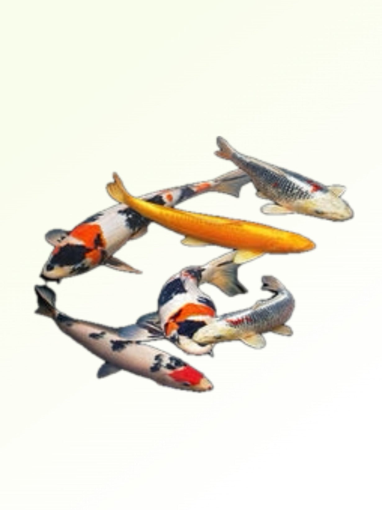 MIXED COLOUR KOI