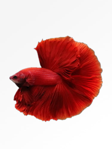 FULL MOON RED BETTA