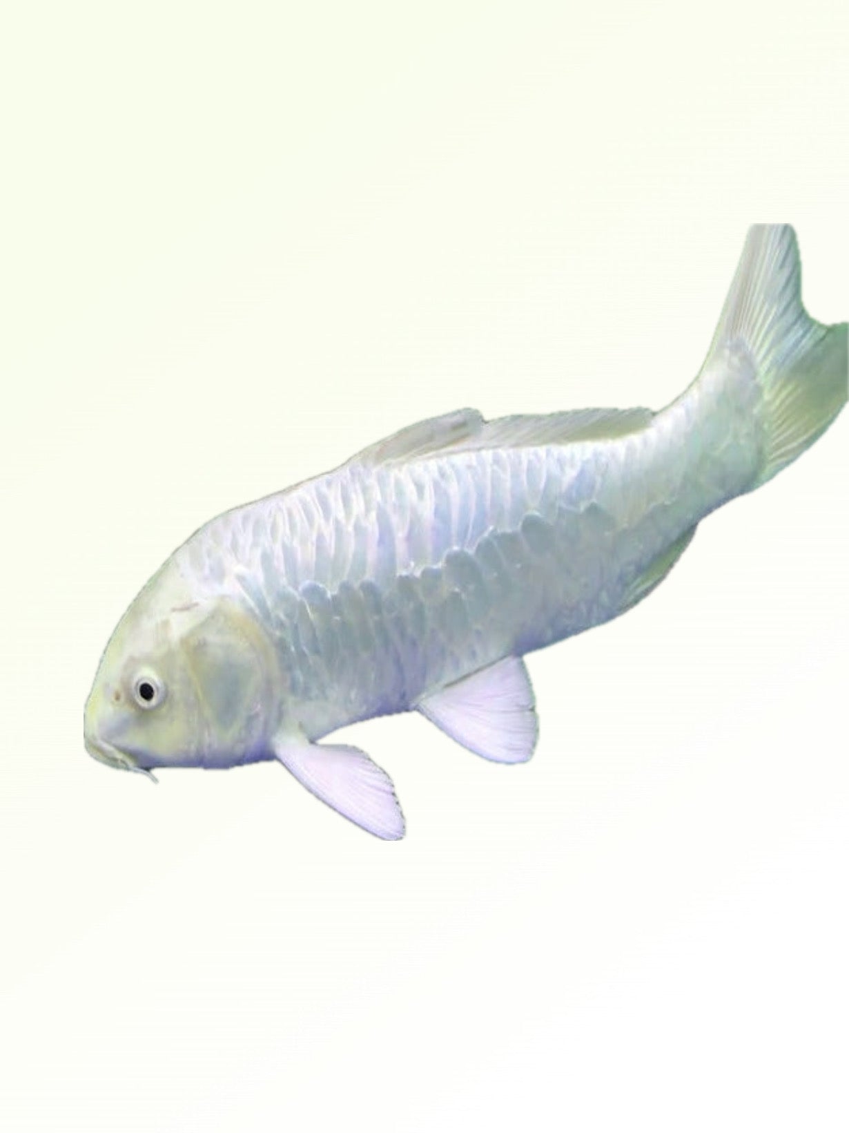 MILKY WHITE KOI CARP