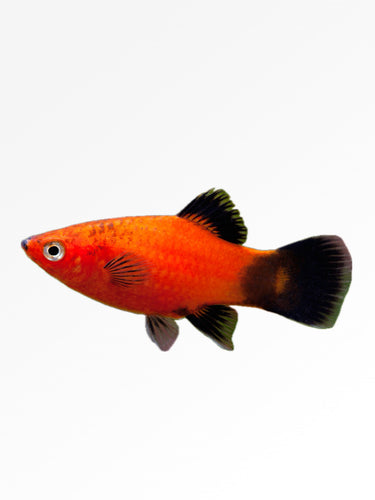 CORAL RED PLATY