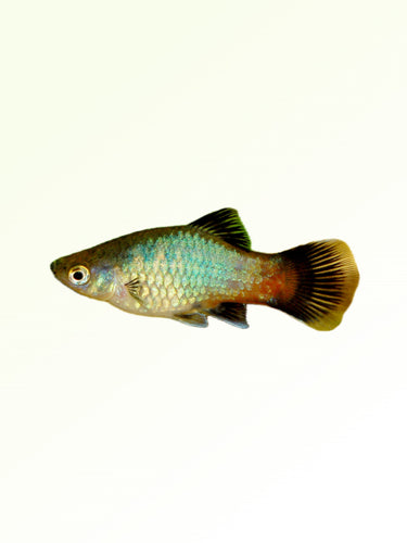 SOTHERN PLATY
