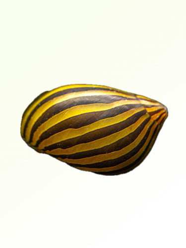ZEBRA SNAIL
