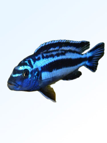 BLUE JOHANI CICHLID